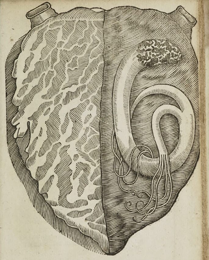 a woodblock cut of a heart, where a worm like creature lives on the right hand side