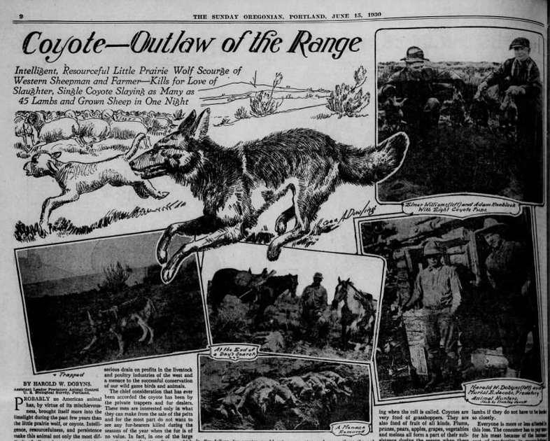a newspaper that shows some illustrations of coyotes and says "Coyote-outlaw of the Range"