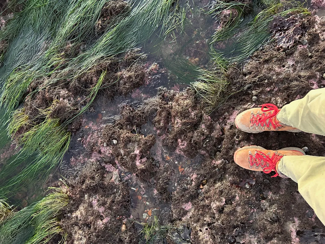 legs and shoes standing in front of some tide pools